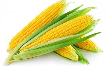 Kukorica termelők kompenzációs támogatása